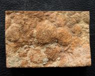 Nemiana simplex Paliy, 1976