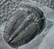 Elrathia kingi (Meek 1870)