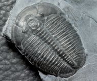 Elrathia kingi (Meek 1870)