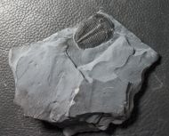 Elrathia kingi (Meek 1870)