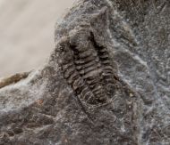 Shumardia (Conophrys) salopiensis (Callaway, 1877)