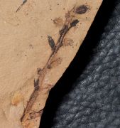 Metasequoia occidentalis Chaney, 1951