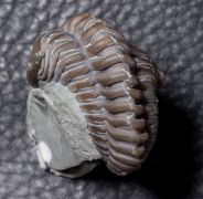 Flexicalymene retrorsa  (Foerste, 1910)