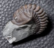 Flexicalymene retrorsa  (Foerste, 1910)