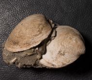 Glycymeris obovata (Lamarck, 1819)