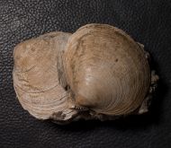 Glycymeris obovata (Lamarck, 1819)