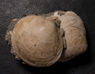 Glycymeris obovata (Lamarck, 1819)