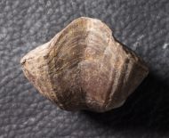 Spinocyrtia ostiolata (SCHLOTHEIM, 1820)