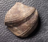 Spinocyrtia ostiolata (SCHLOTHEIM, 1820)