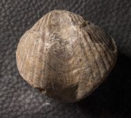 Spinocyrtia ostiolata (SCHLOTHEIM, 1820)