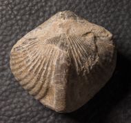 Spinocyrtia ostiolata (SCHLOTHEIM, 1820)