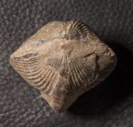 Spinocyrtia ostiolata (SCHLOTHEIM, 1820)