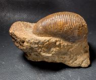 Macrocephalites macrocephalus (Schlotheim, 1813)