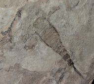 Eurypterus (Balteurypterus) tetragonophtalmus (Fischer, 1839)