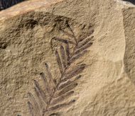 Metasequoia occidentalis Chaney, 1951