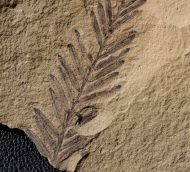 Metasequoia occidentalis Chaney, 1951