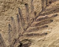 Metasequoia occidentalis Chaney, 1951