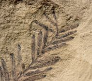 Metasequoia occidentalis Chaney, 1951