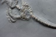 Codiacrinus schultzei (FOLLMANN, 1887)