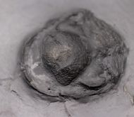 Chotecops sp.