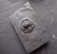 Chotecops sp.