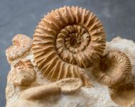 Reineckeia anceps (Reinecke, 1818)