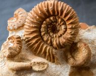 Reineckeia anceps (Reinecke, 1818)