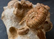 Reineckeia anceps (Reinecke, 1818)