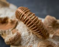 Reineckeia anceps (Reinecke, 1818)
