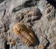 Skreiaspis spinosa (Jahn, 1895)