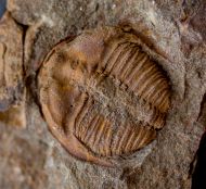 Ctenocephalus coronatus (Barrande, 1846)