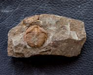 Ctenocephalus coronatus (Barrande, 1846)