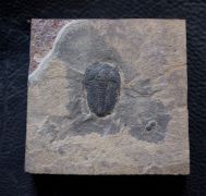Modocia typicalis (Resser, 1938)