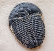 Elrathia kingi (Meek 1870)