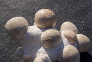 Conulus subrotundus Mantell, 1822