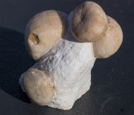 Echinocorys gravesii (Desor, 1847), Conulus subrotundus Mantell, 1822 & Echinocorys gravesii (Desor, 1847)