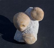 Echinocorys gravesii (Desor, 1847), Conulus subrotundus Mantell, 1822 & Echinocorys gravesii (Desor, 1847)