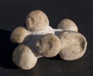 Conulus subrotundus Mantell, 1822