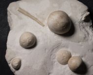 Conulus subrotundus Mantell, 1822