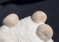 Echinocorys gravesii (Desor, 1847) & Conulus subrotundus Mantell, 1822