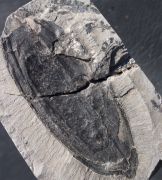 Pachytesta gigantea Brongniart, 1828