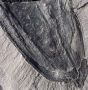 Pachytesta gigantea Brongniart, 1828