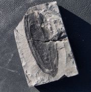 Pachytesta gigantea Brongniart, 1828