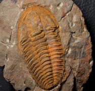 Hamatolenus (Myopsolenus) magnus HUPE 1953