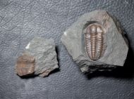 Ellipsocephalus hoffi (Schlotheim, 1823)