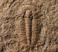 Otarion diffractum (Zenker, 1833)