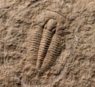 Otarion diffractum (Zenker, 1833)
