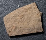 Otarion diffractum (Zenker, 1833)