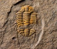 Acanthalomina minuta (BARRANDE, 1846)