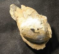 Ectillaenus giganteus